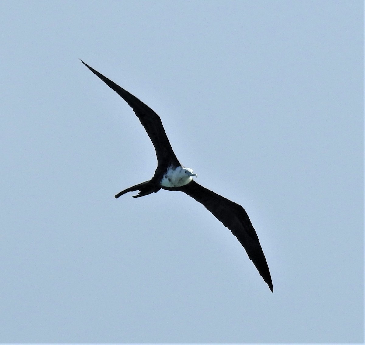 Magnificent Frigatebird - ML130315741