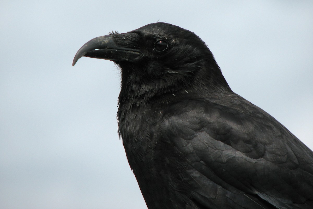 American Crow - ML130315821