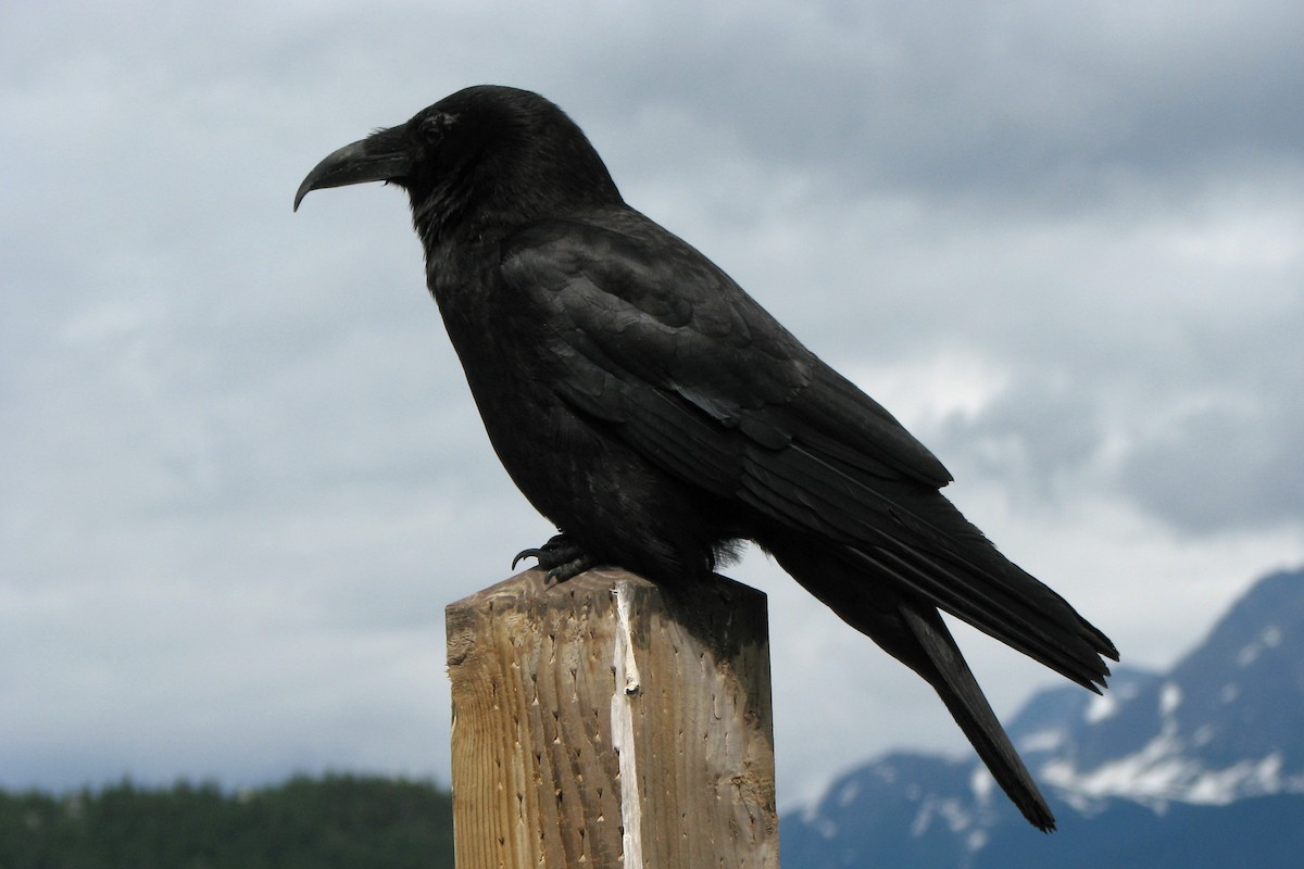 American Crow - ML130315941