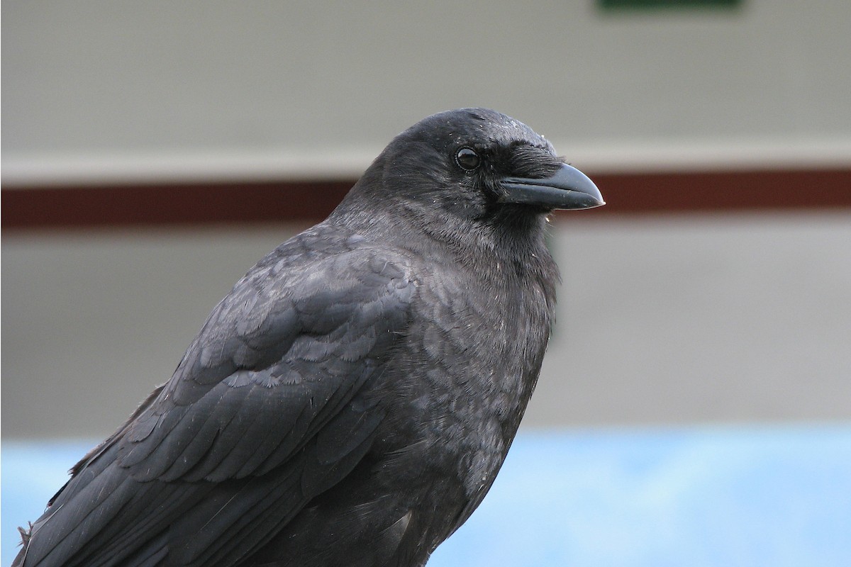 American Crow - ML130316011