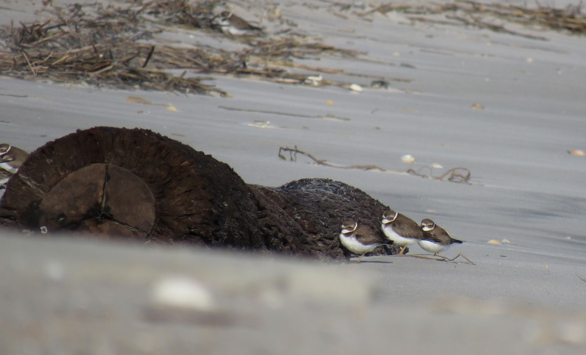 Semipalmated Plover - ML130316301