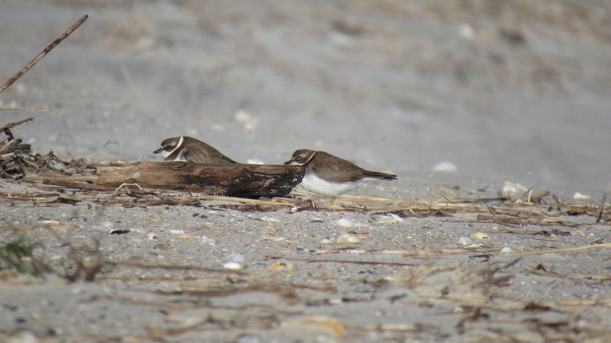 Semipalmated Plover - ML130316381