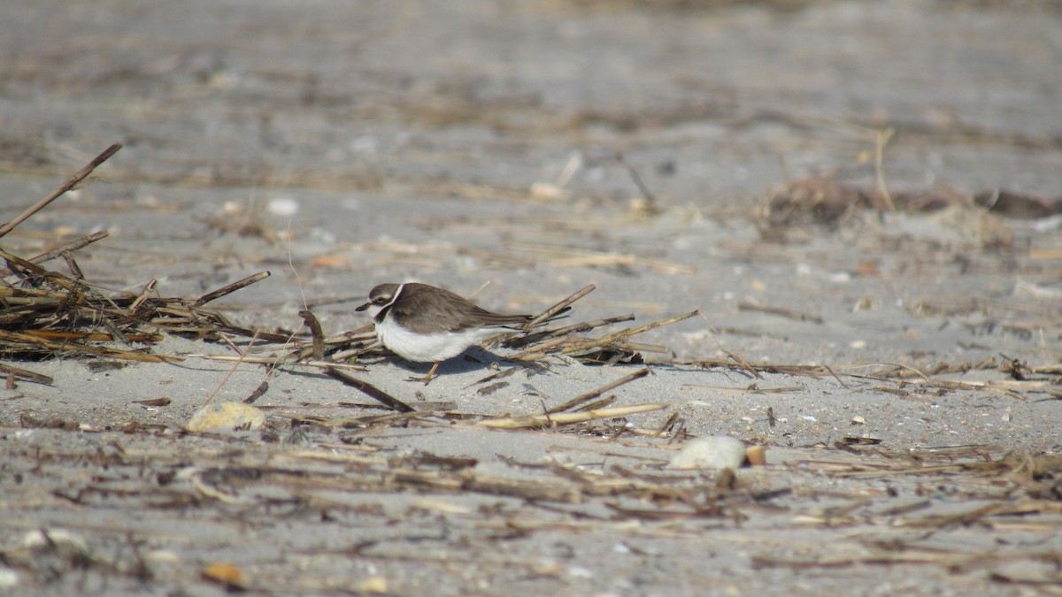 Semipalmated Plover - ML130316391