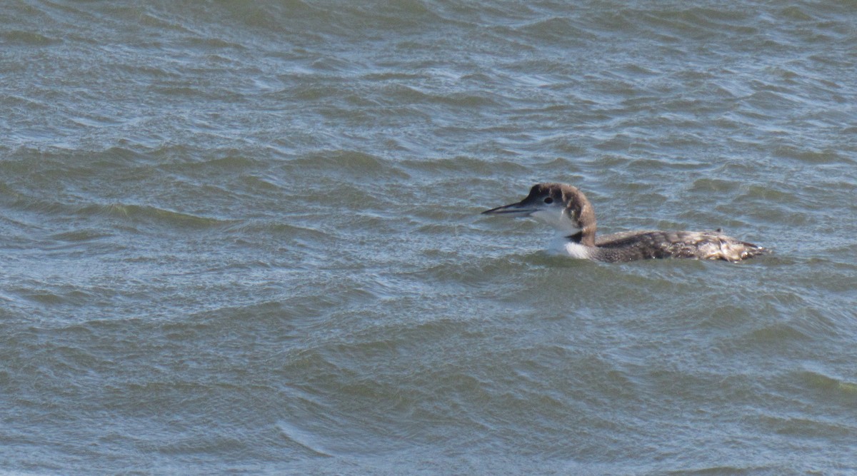 Common Loon - ML130316481