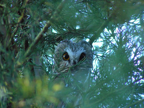 Northern Saw-whet Owl - ML130316521