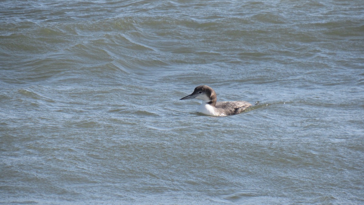 Common Loon - ML130316591