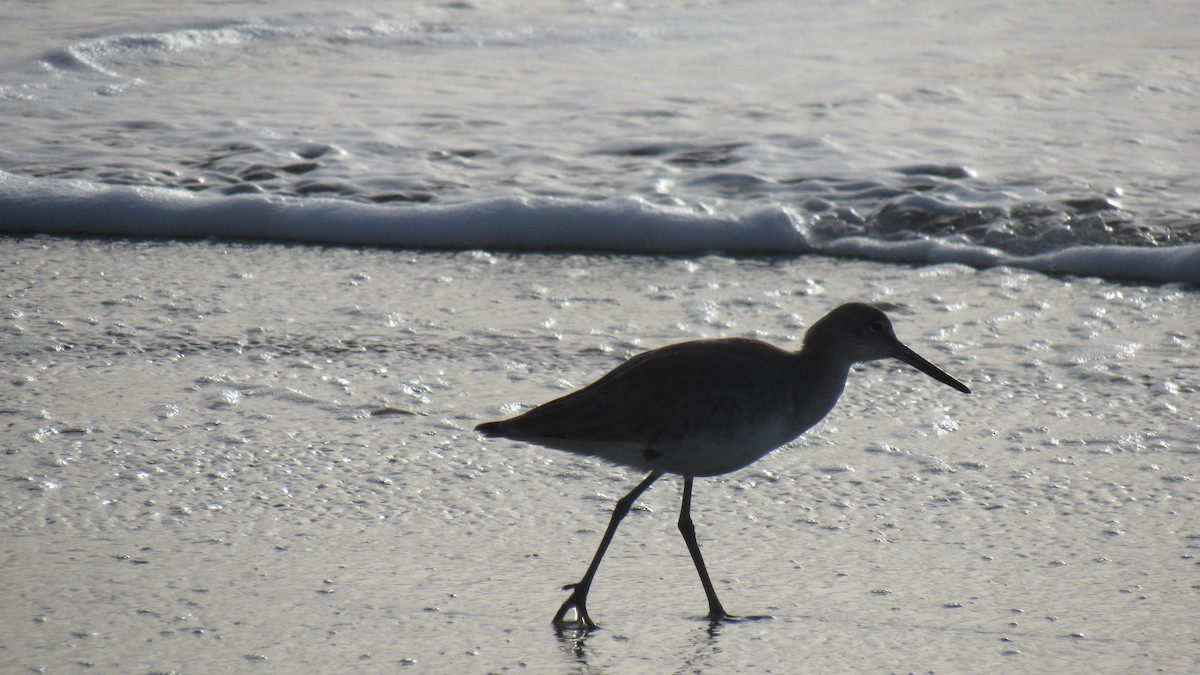 Willet - ML130317541