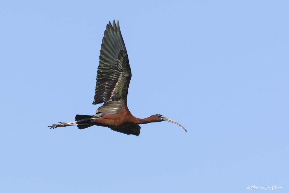 Glossy Ibis - ML130319171