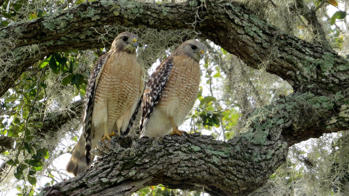 Red-shouldered Hawk - ML130319531