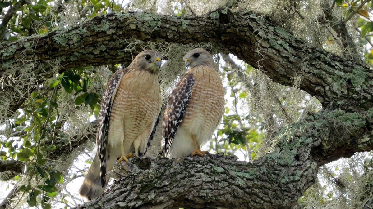 Red-shouldered Hawk - ML130319561