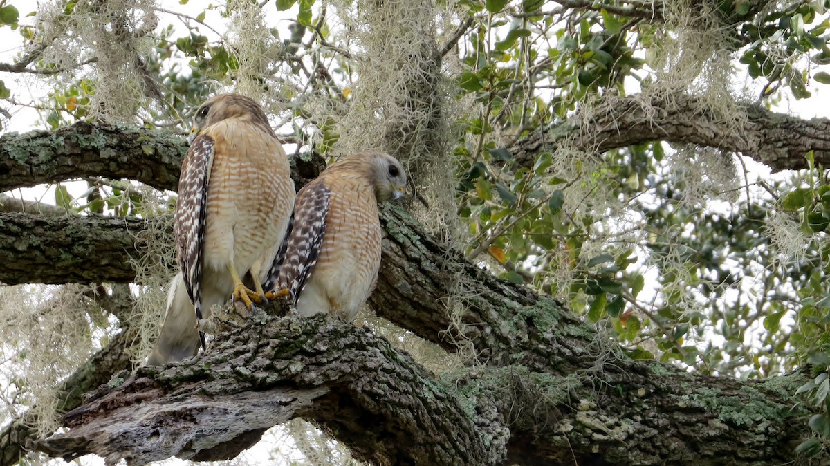 Red-shouldered Hawk - ML130319631