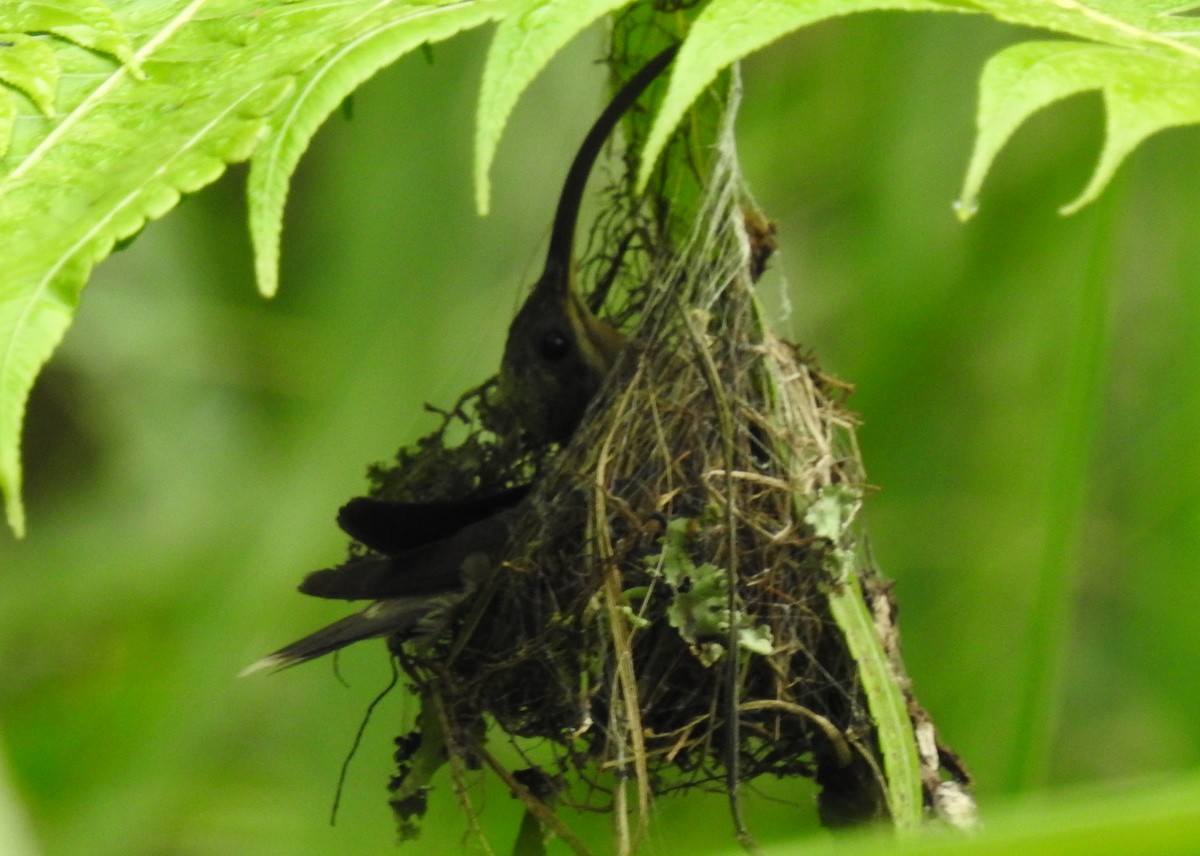 Rufous-breasted Hermit - ML130319691