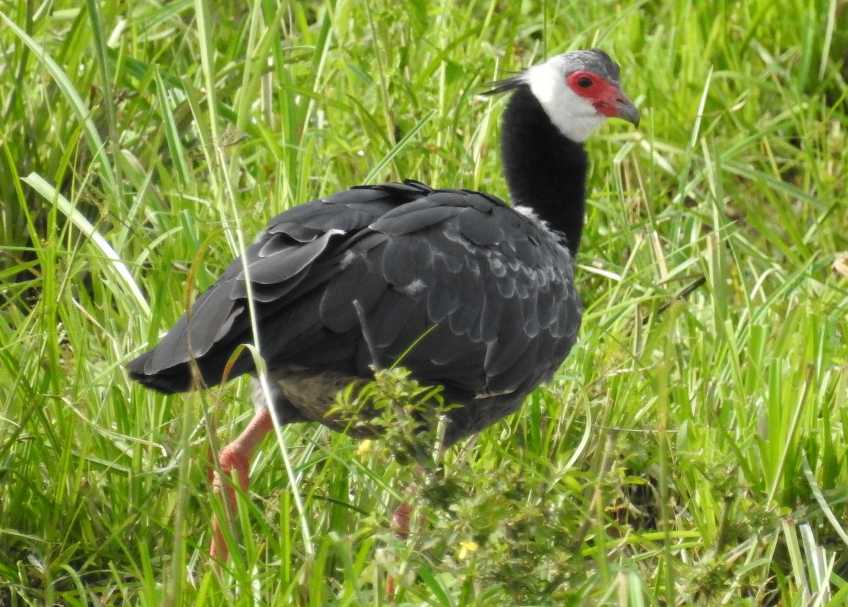 Northern Screamer - Andy Frank