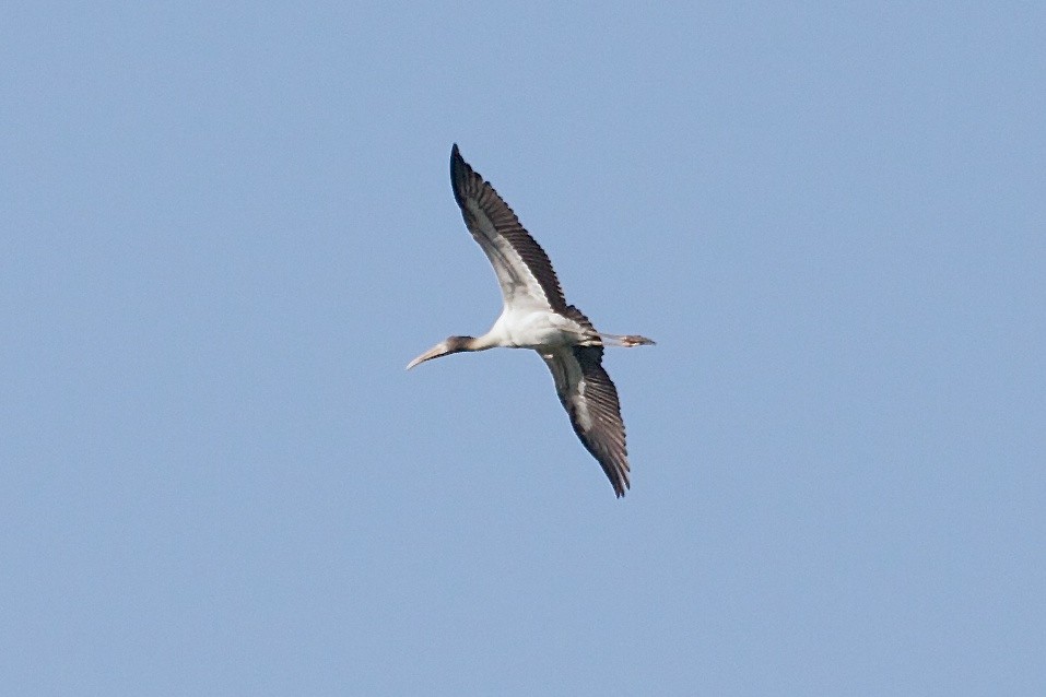 Wood Stork - ML130321781