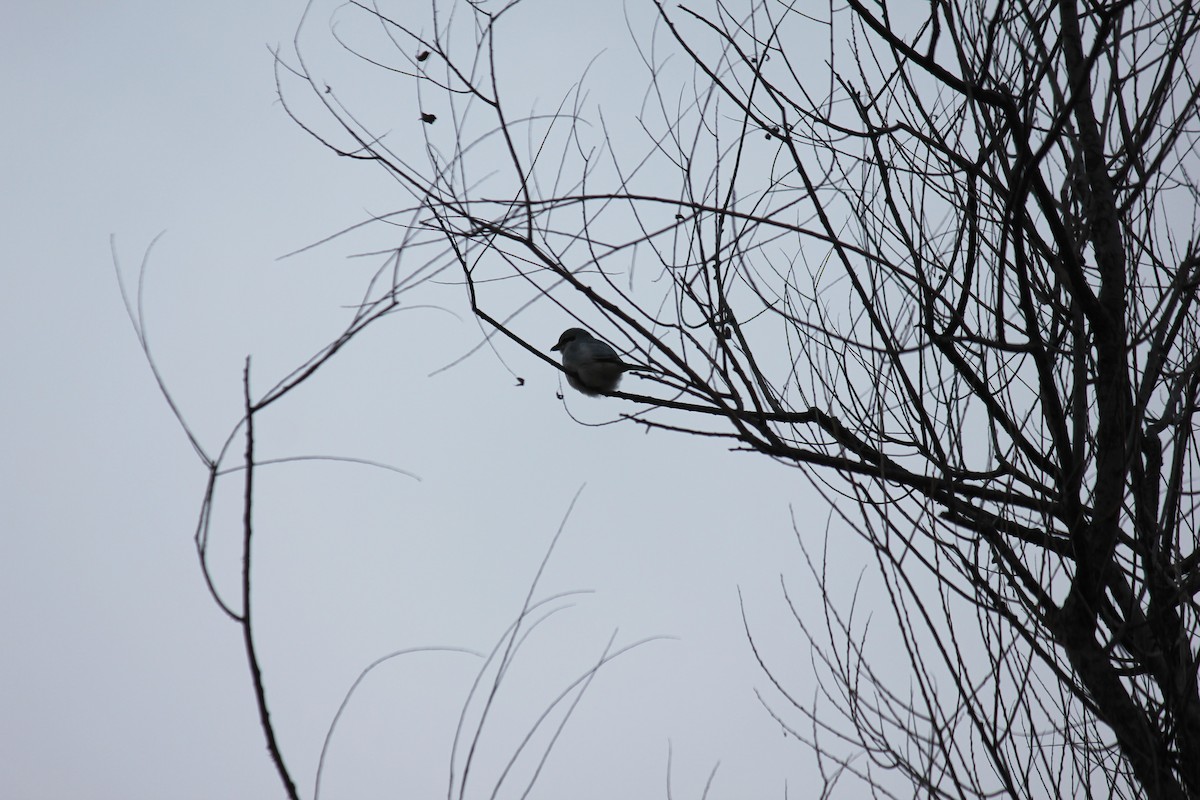 Northern Shrike - ML130323901