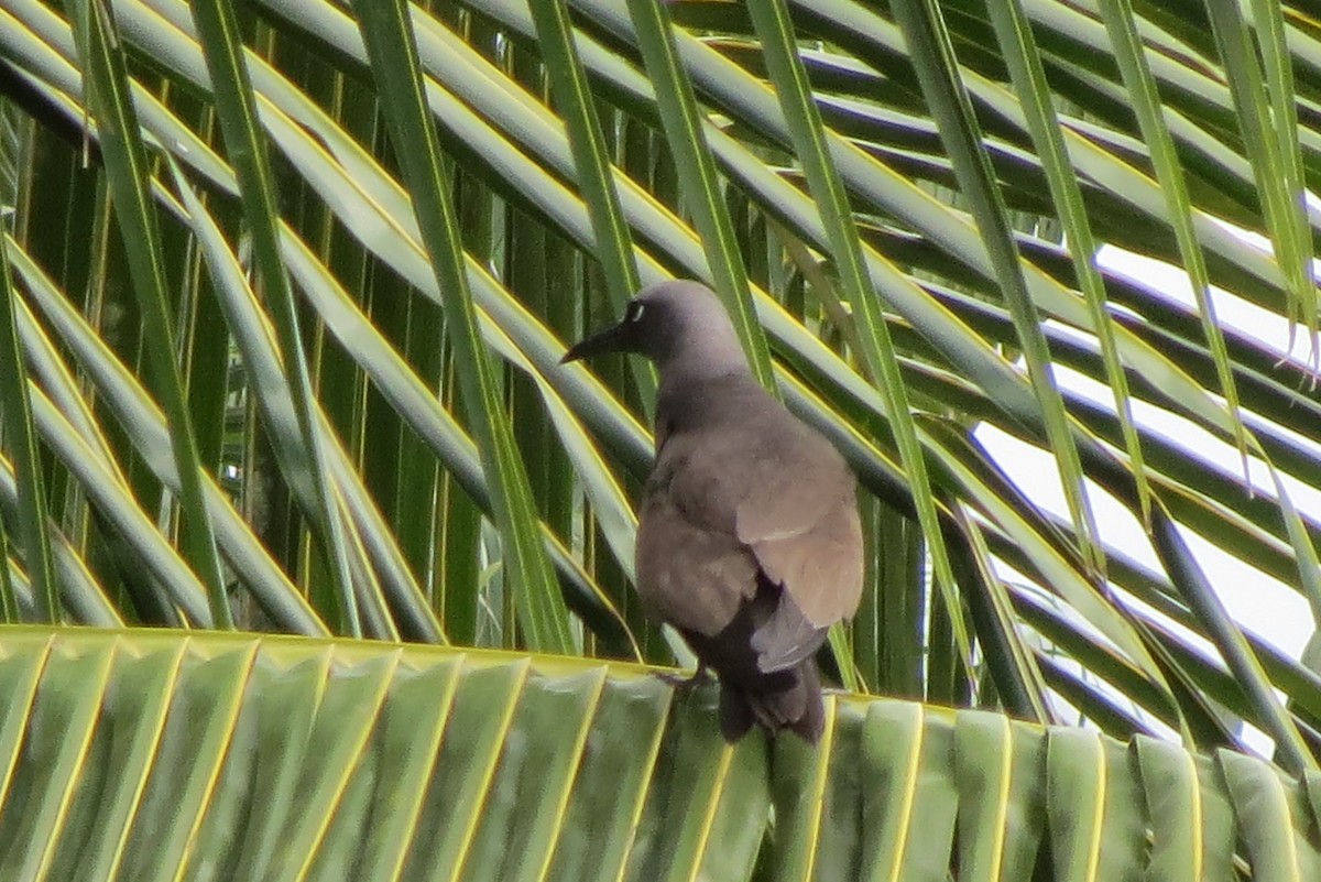 Brown Noddy - ML130324651