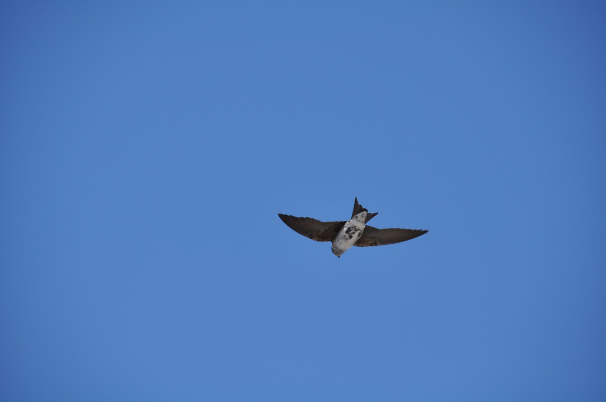 Golondrina Purpúrea - ML130325031
