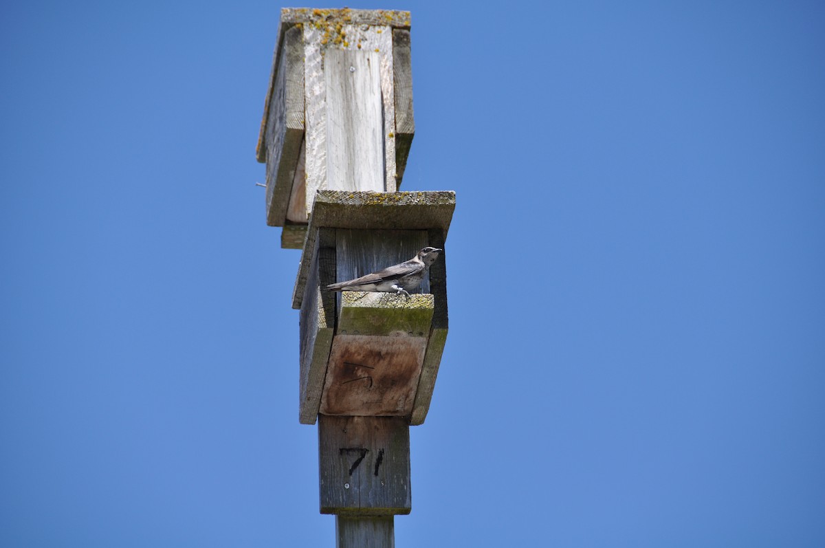 Purple Martin - ML130325071