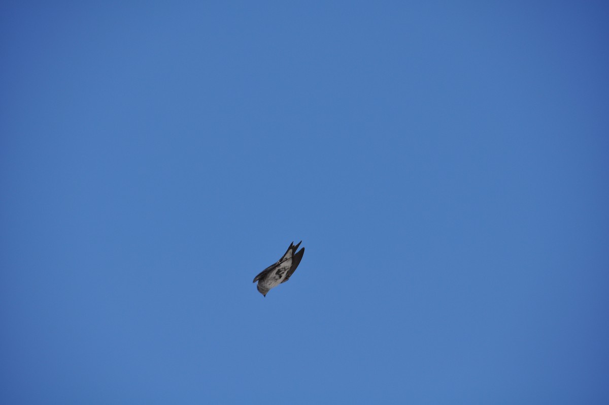 Golondrina Purpúrea - ML130325101