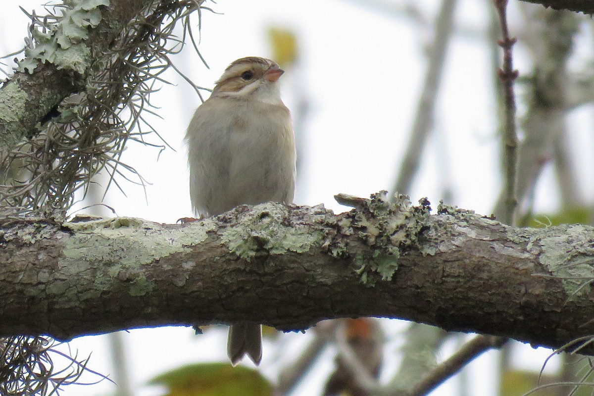 Clay-colored Sparrow - ML130328081
