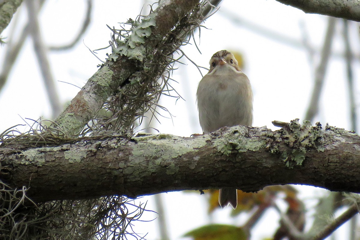 Clay-colored Sparrow - ML130328121