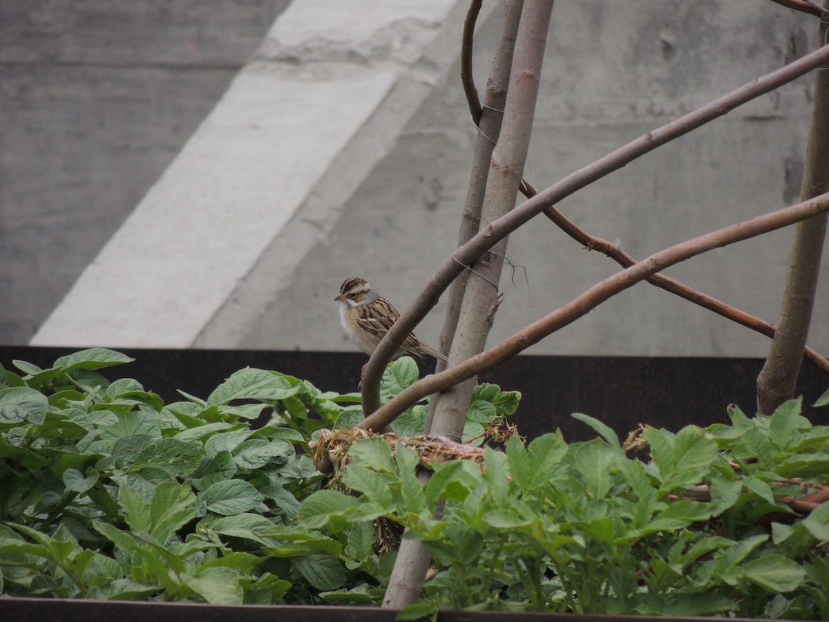 Clay-colored Sparrow - ML130328481