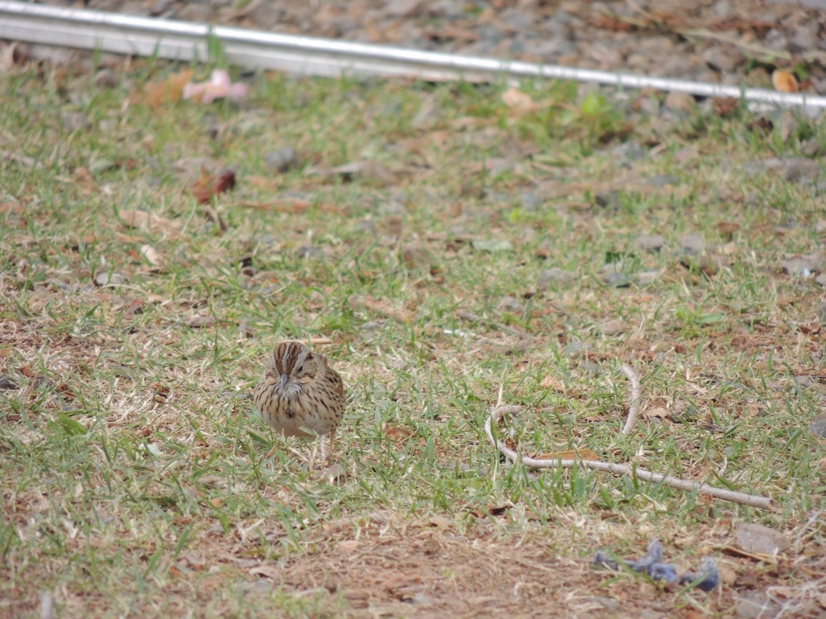 Lincoln's Sparrow - ML130328501