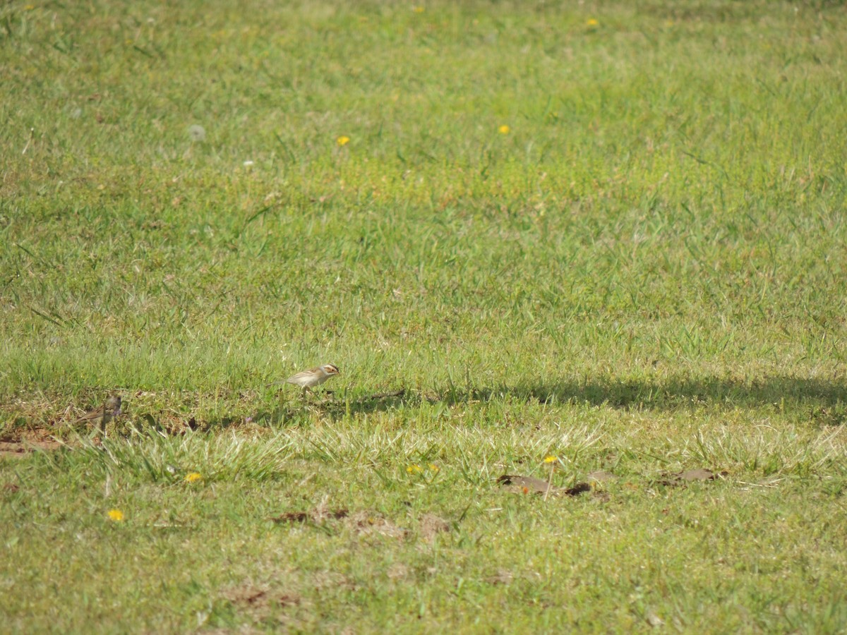 Clay-colored Sparrow - ML130328651