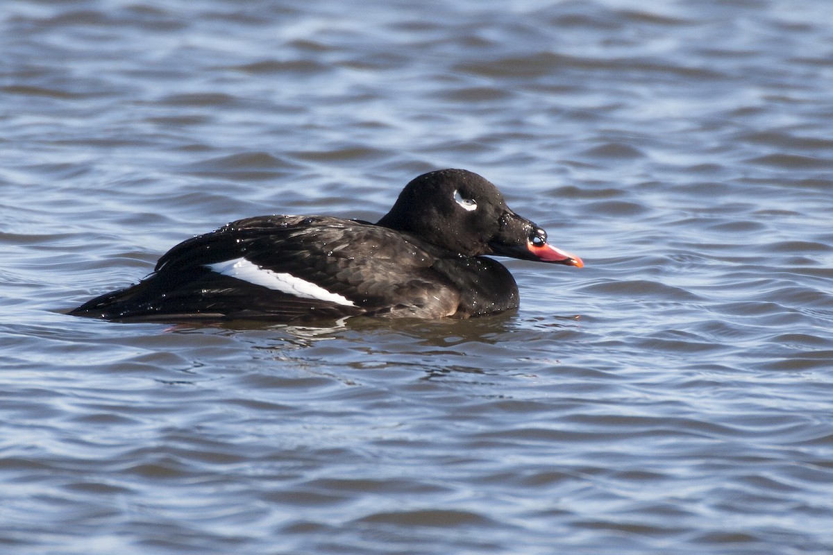 White-winged Scoter - ML130330091