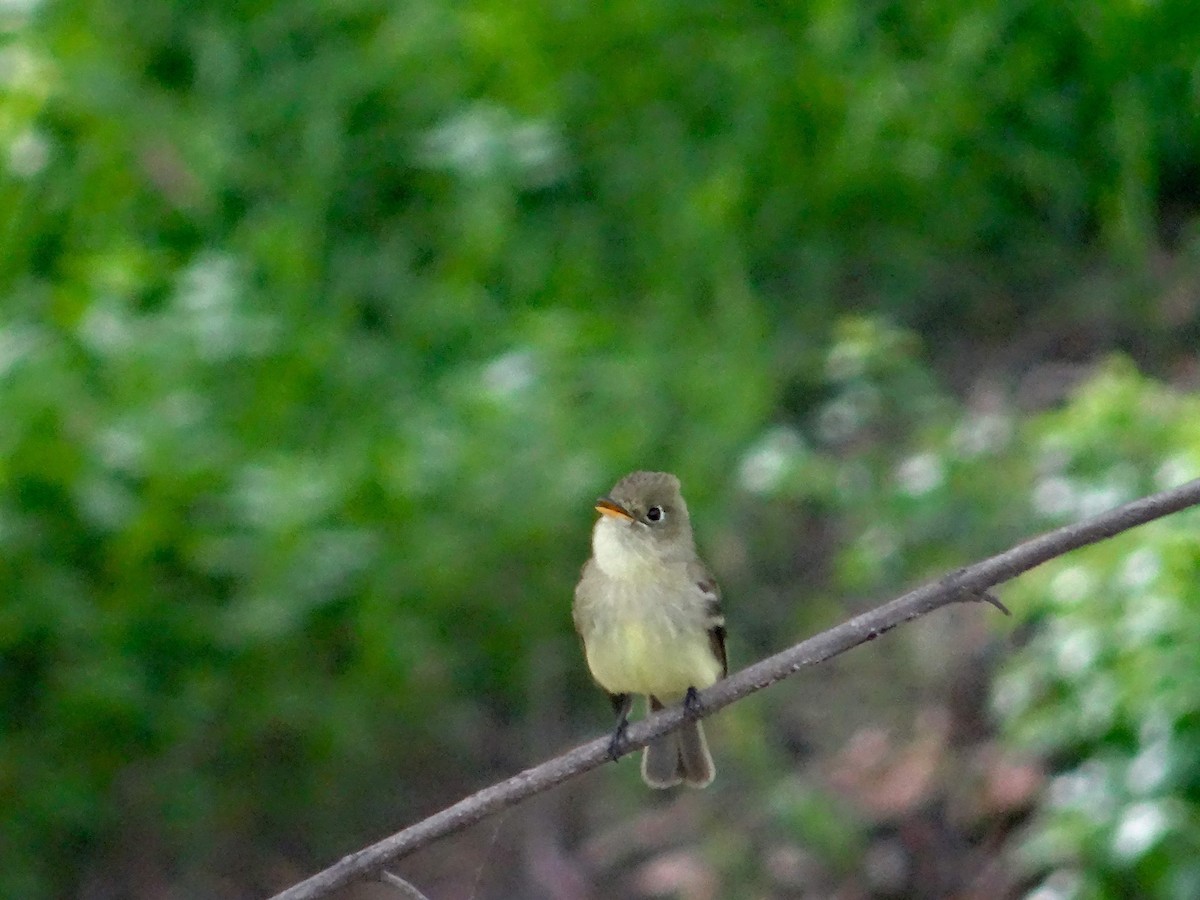 Western Flycatcher (Pacific-slope) - ML130330191