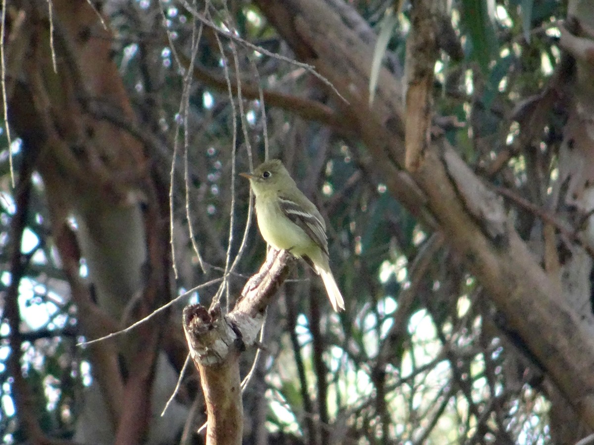 Western Flycatcher (Pacific-slope) - ML130330211