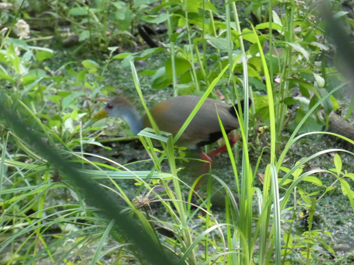 Russet-naped Wood-Rail - ML130330631