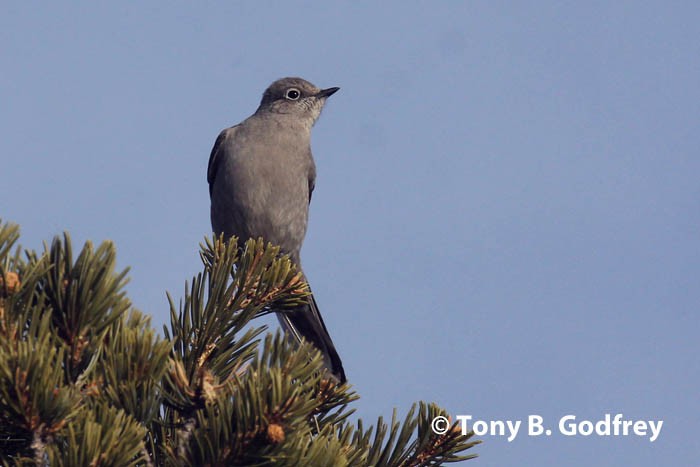 Townsend's Solitaire - ML130330841