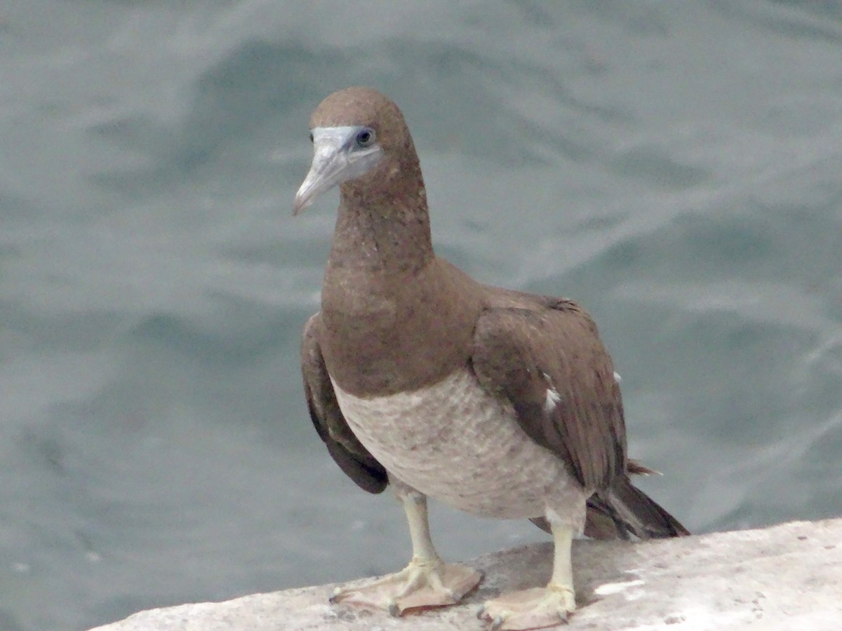 Brown Booby - ML130330911