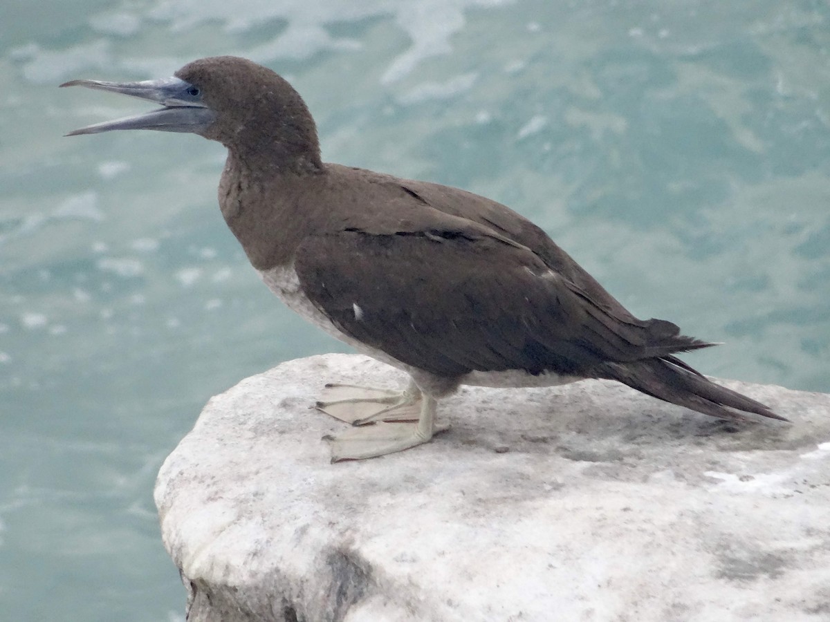 Brown Booby - ML130330921