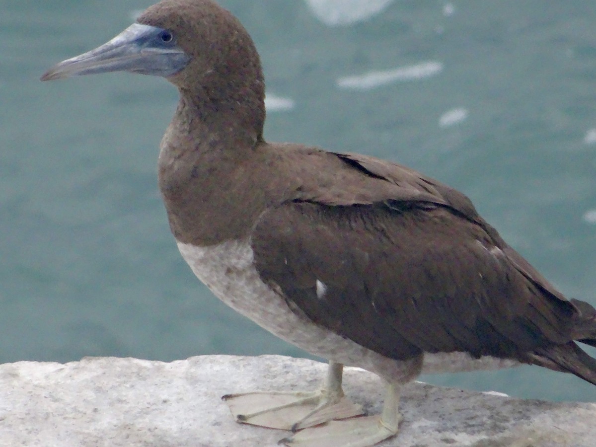Brown Booby - ML130330931