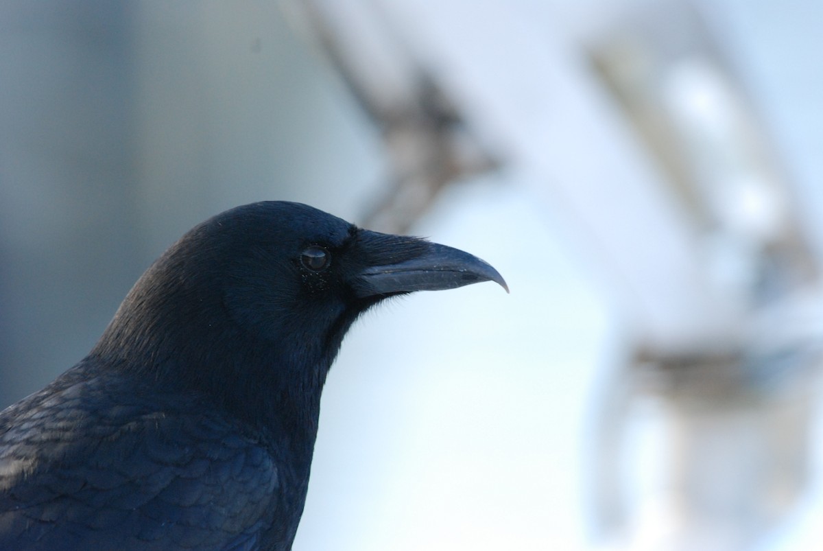 American Crow - ML130332021