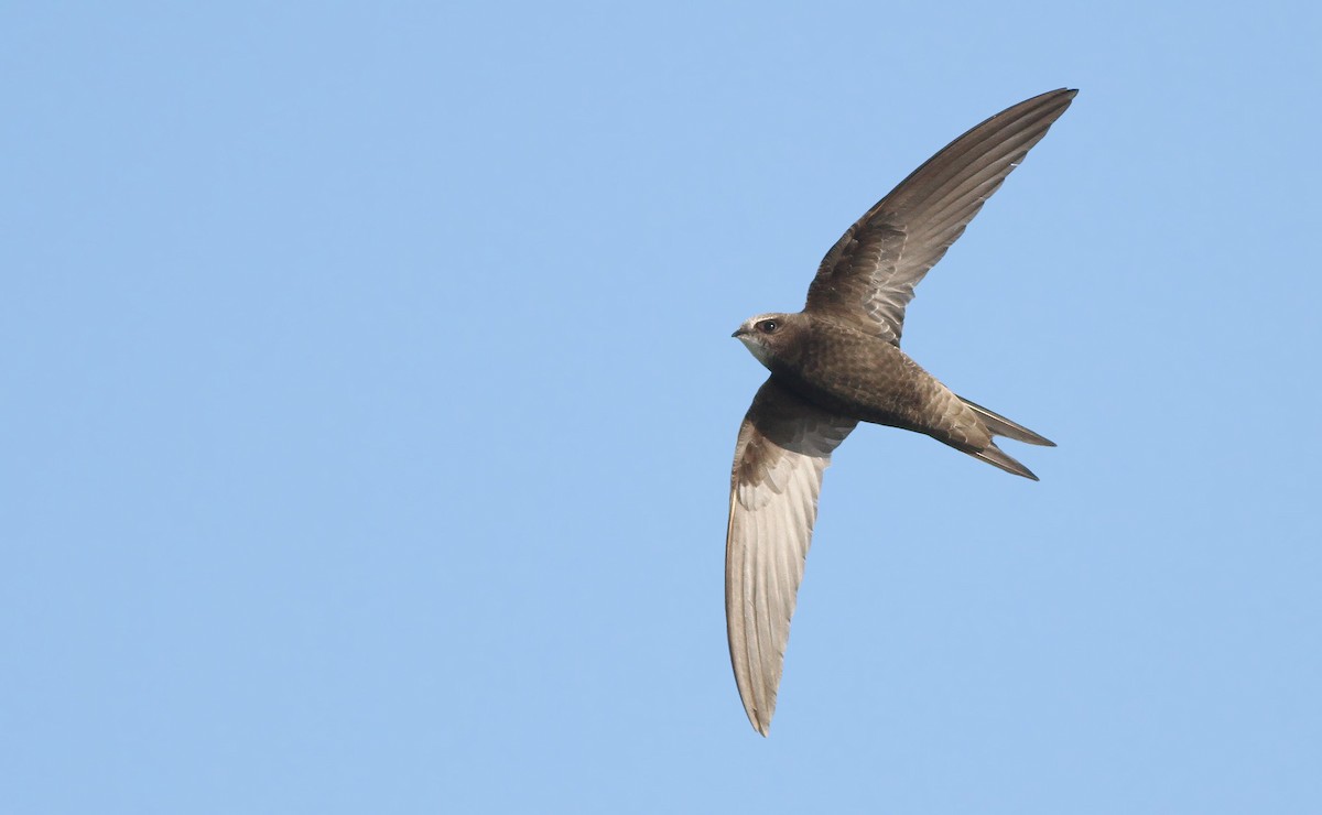 Common Swift - Jeremiah Trimble