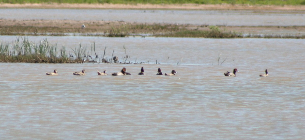 White-cheeked Pintail - ML130335631