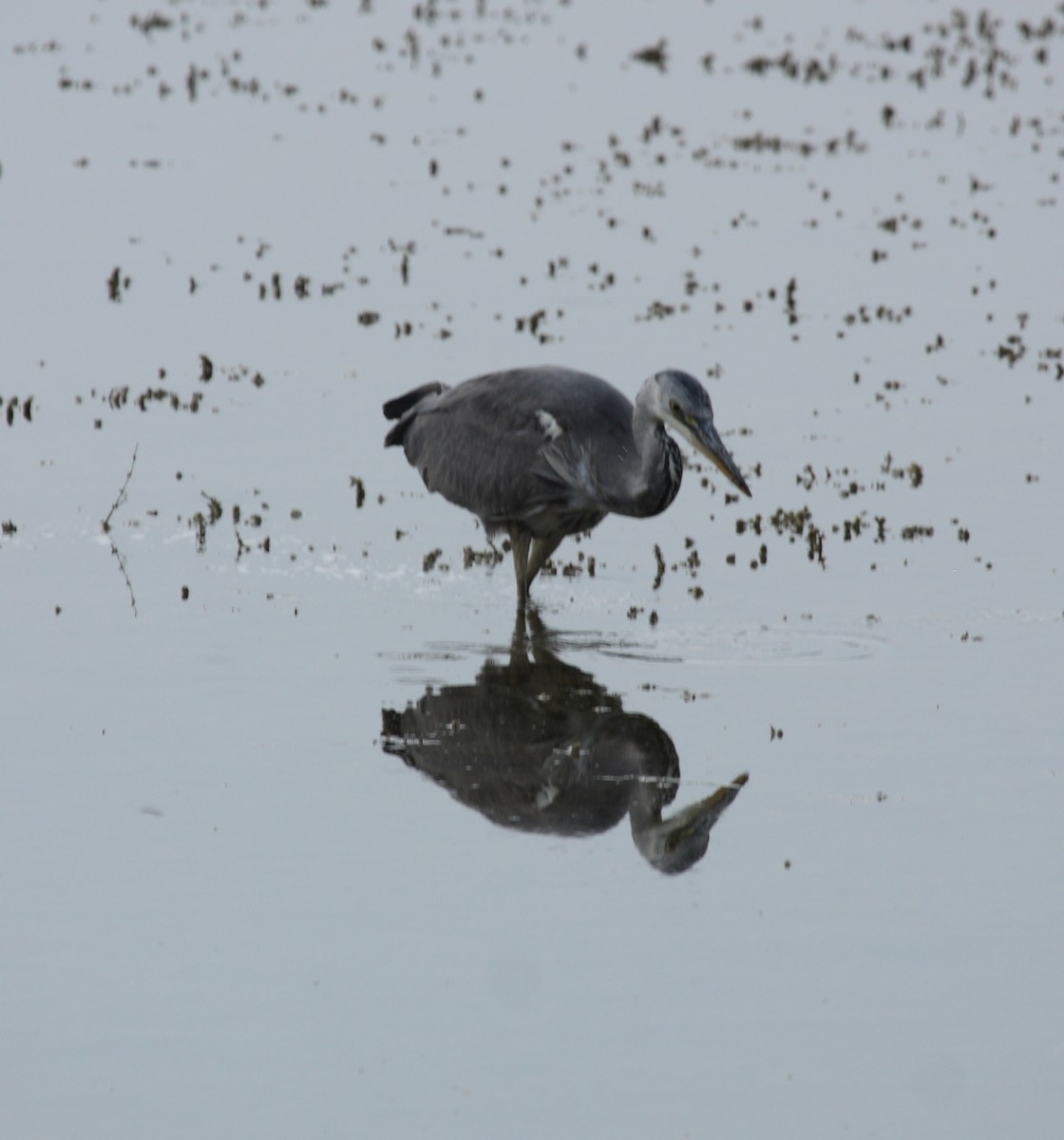 Gray Heron - Andrew Steele