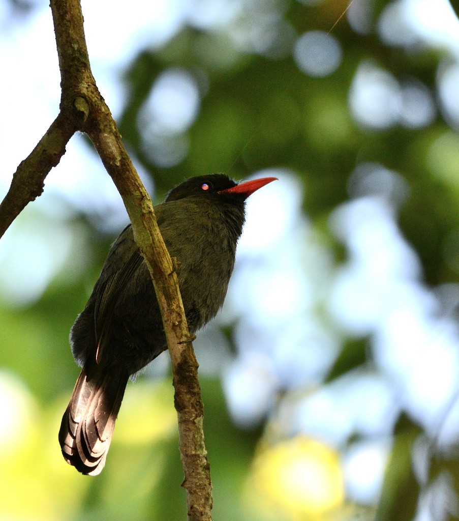 Black-fronted Nunbird - ML130336311