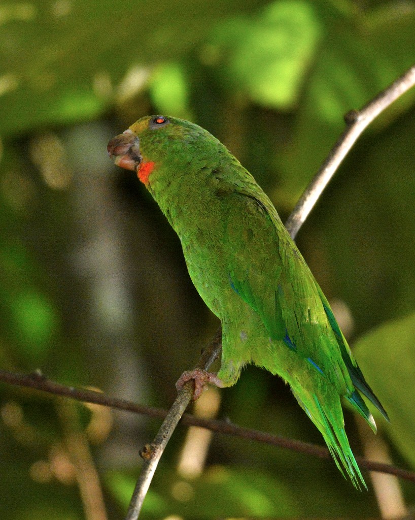 Cobalt-winged Parakeet - ML130336531