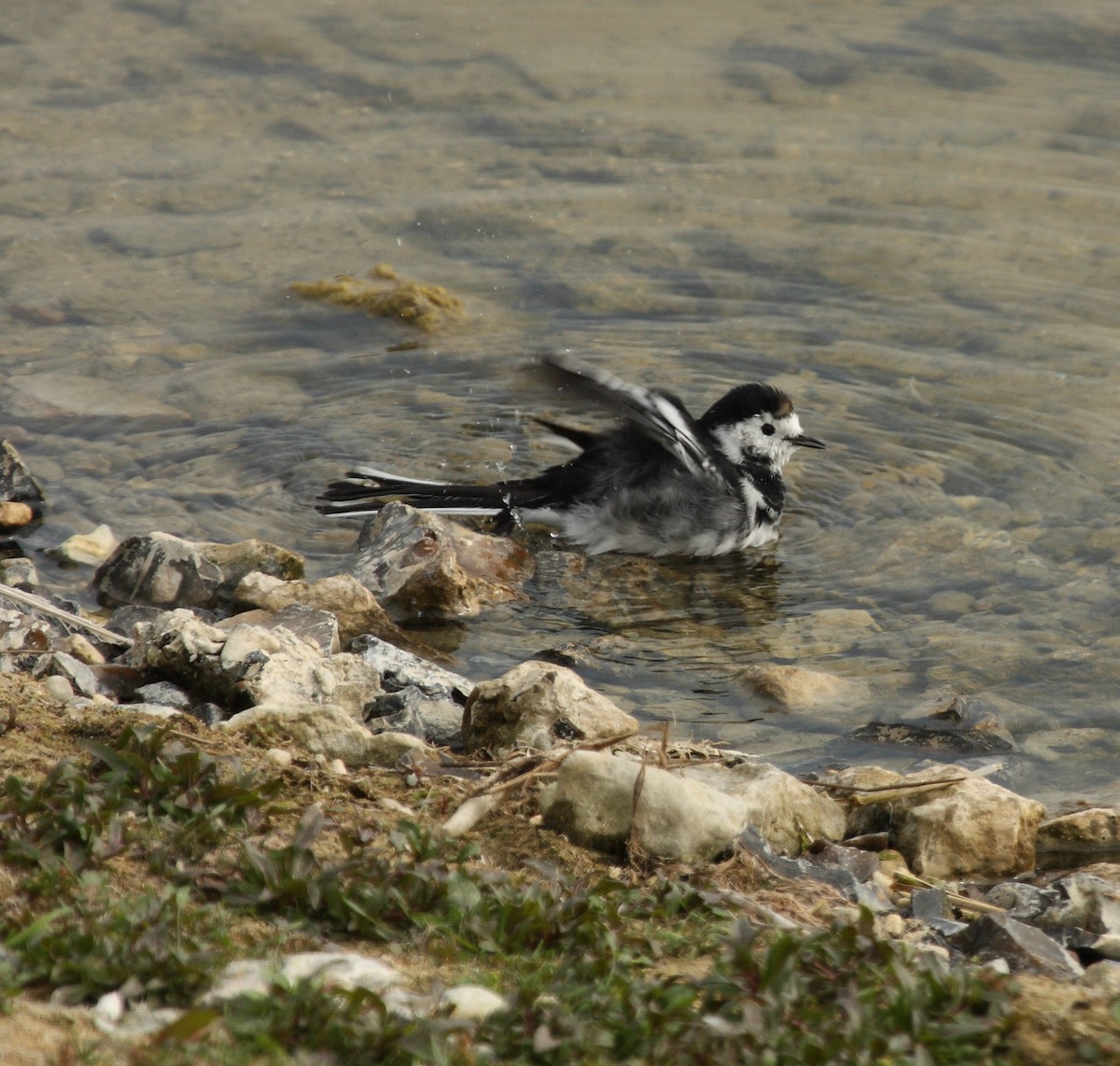 konipas bílý (ssp. yarrellii) - ML130337681