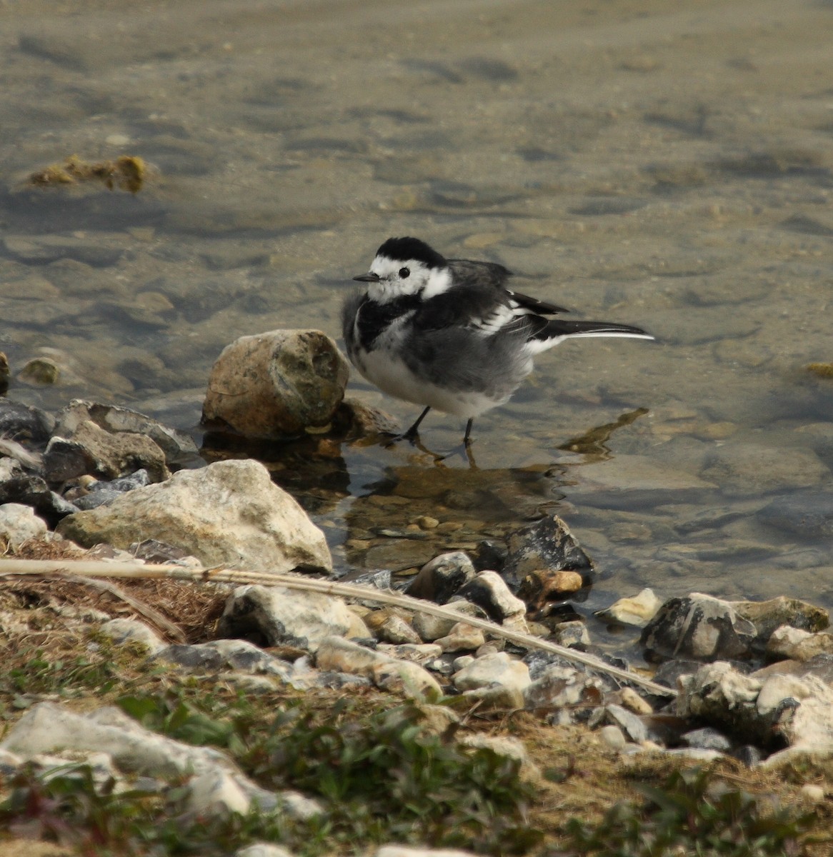 White Wagtail (British) - Andrew Steele