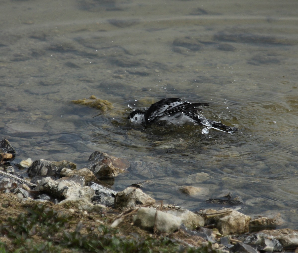 White Wagtail (British) - Andrew Steele