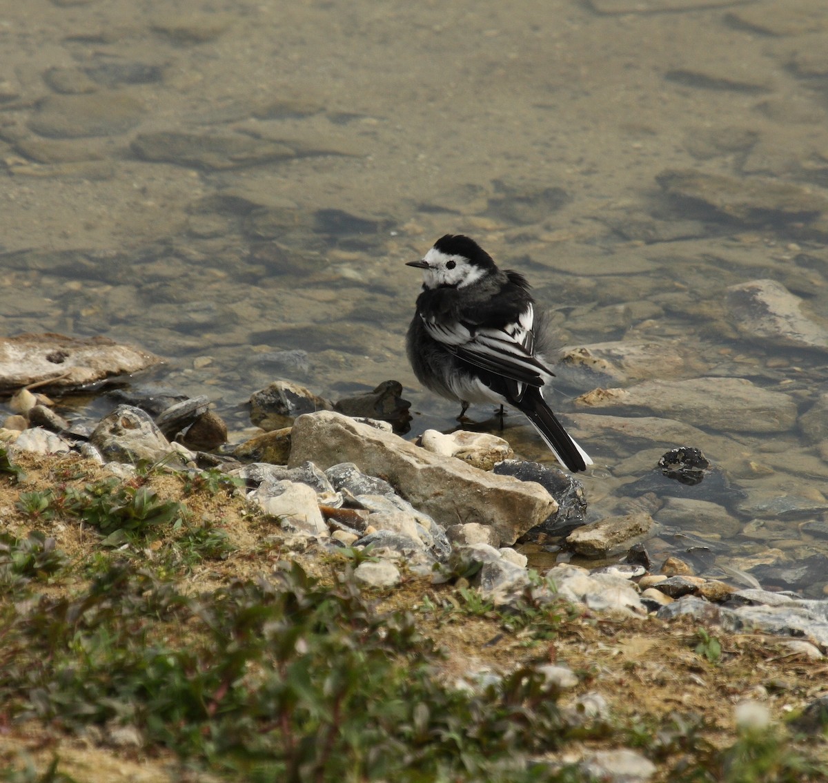 konipas bílý (ssp. yarrellii) - ML130337881