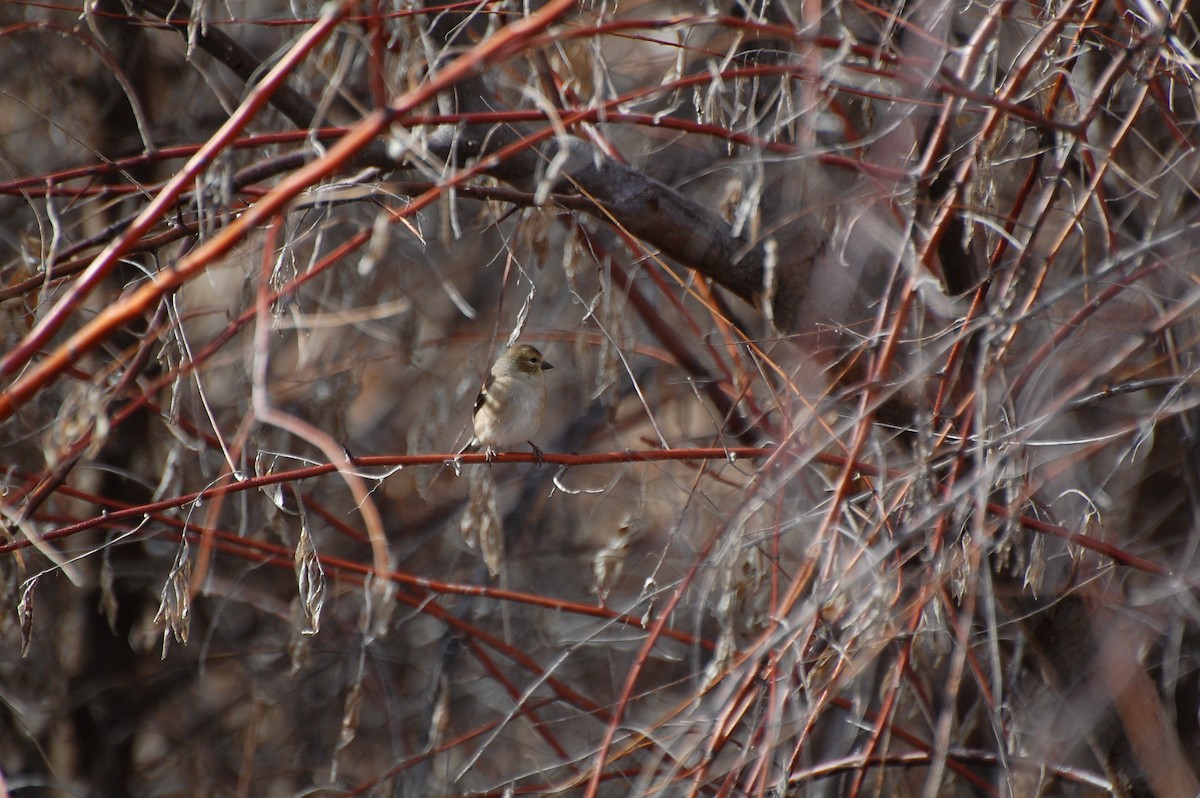 American Goldfinch - Owen Sinkus