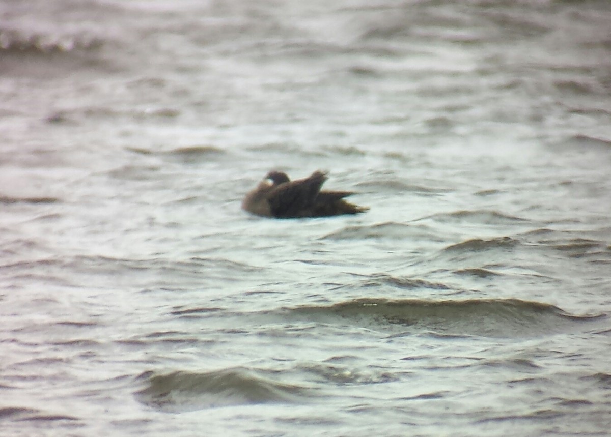 Surf Scoter - Andrew G