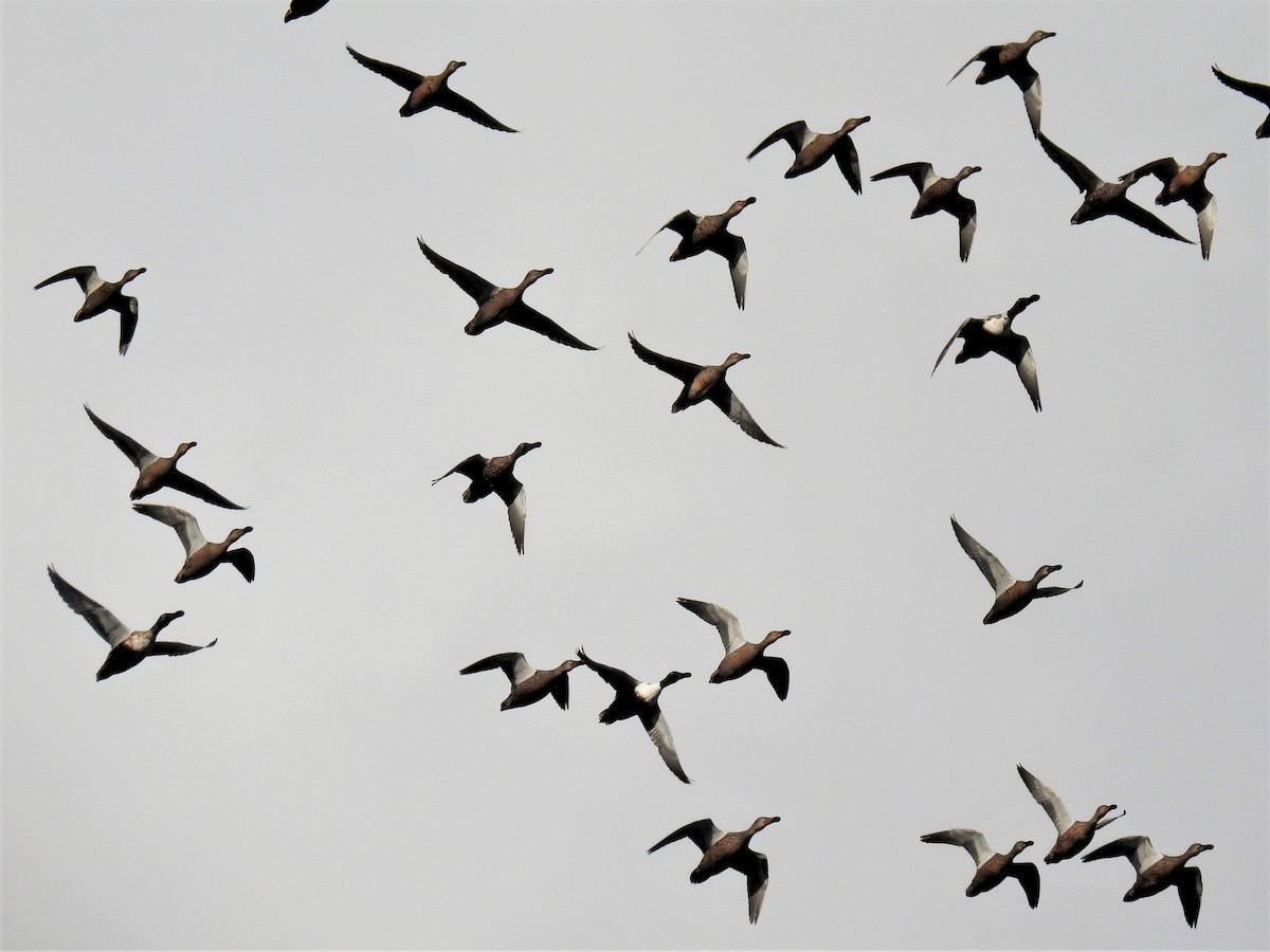 Northern Shoveler - ML130339231