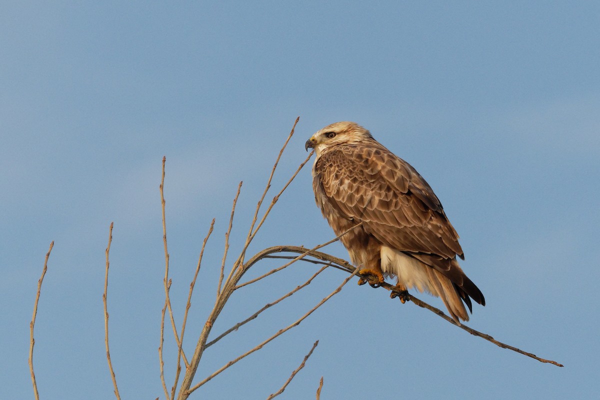 Upland Buzzard - Vincent Wang